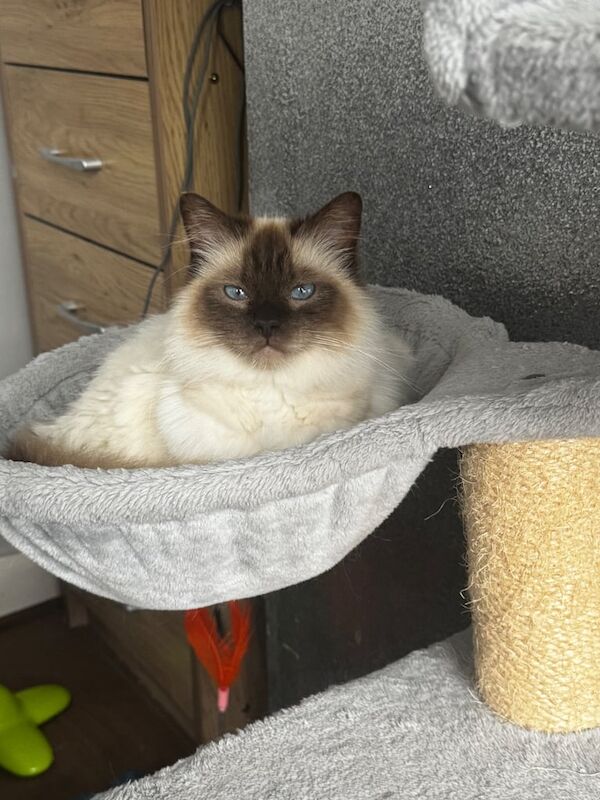 Ragdoll kittens for sale in Northfleet, Kent – 3 years old - Image 2 of 4