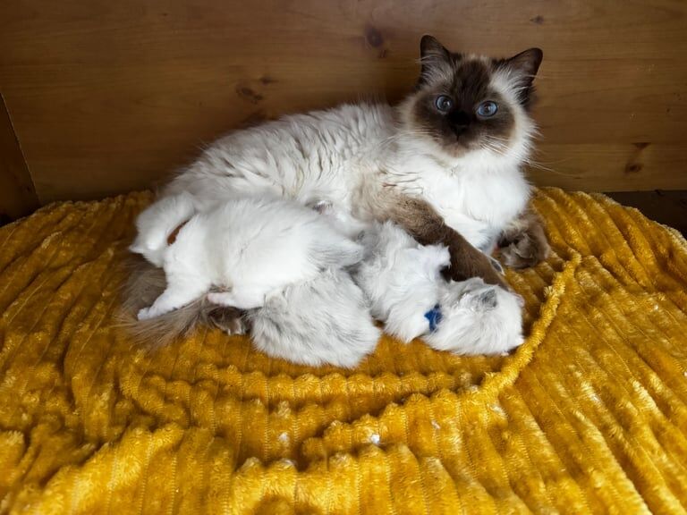 Ragdoll kittens for sale in Northfleet, Kent – 3 years old - Image 3 of 4