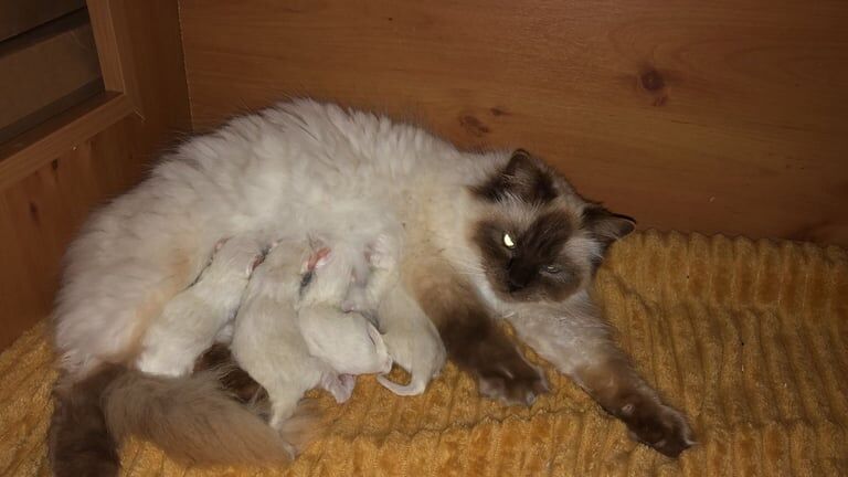 Ragdoll kittens for sale in Northfleet, Kent – 3 years old - Image 4 of 4