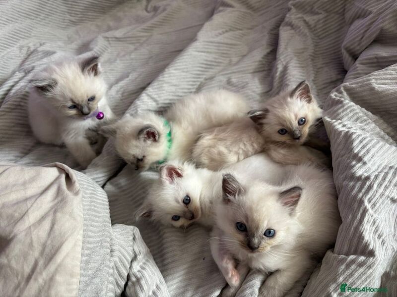 Ragdoll kittens for sale in Bristol, Bristol – 9 weeks old