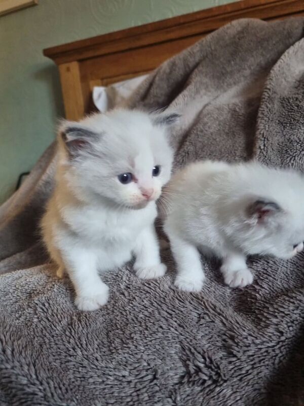 Ragdoll kittens for sale in Watford, Hertfordshire – 4 weeks old