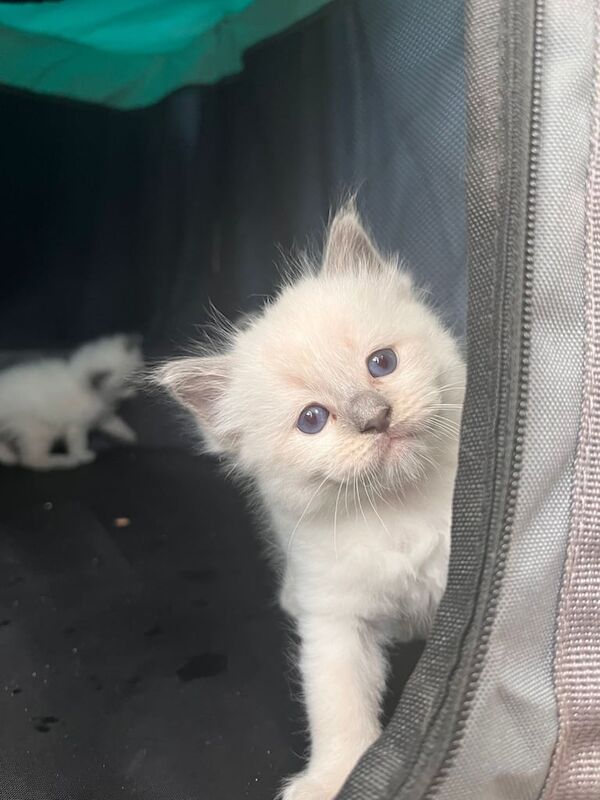 Ragdoll kittens for sale in Heathrow, London – 8 weeks old