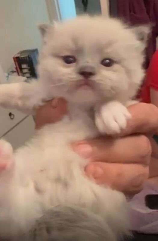 Ragdoll kittens for sale in Heathrow, London – 8 weeks old - Image 2 of 3