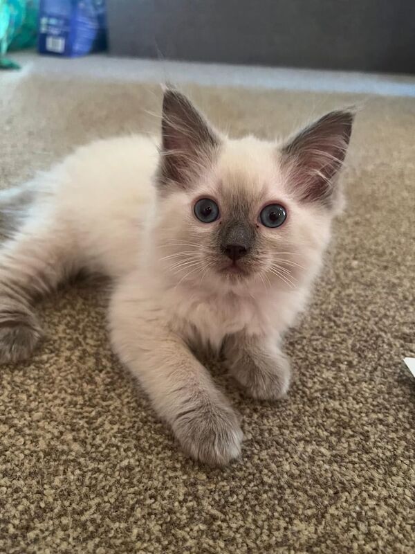Ragdoll kittens for sale in Heathrow, London – 8 weeks old - Image 3 of 3
