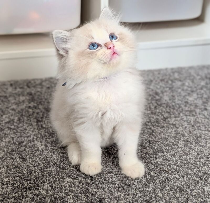 Ragdoll Kittens For Sale