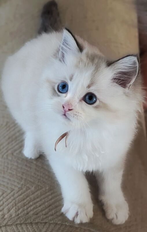 GCCF Champion Ragdolls Active Considered
