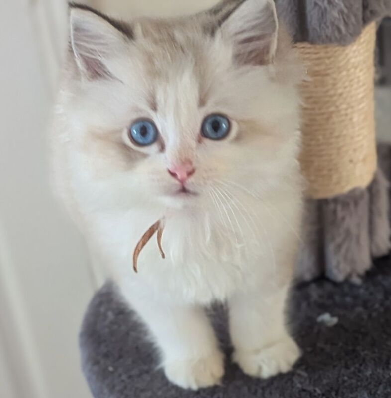 GCCF Champion Ragdolls Active Considered - Image 2 of 9