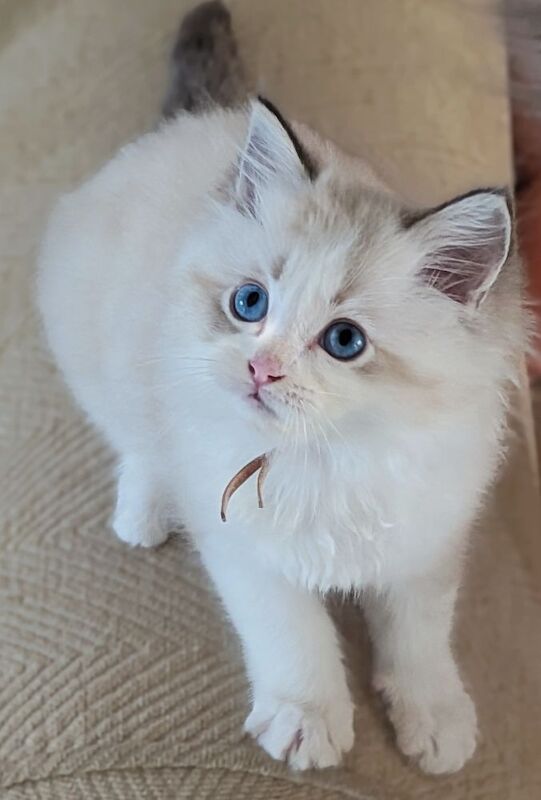 GCCF Champion Ragdolls Active Considered - Image 3 of 9