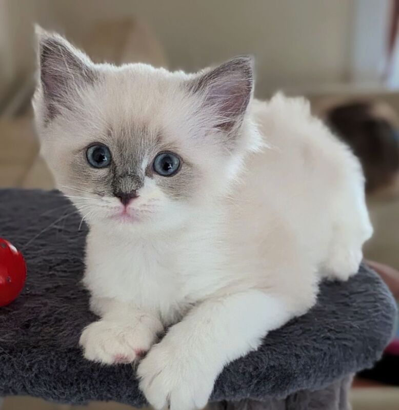 GCCF Champion Ragdolls Active Considered - Image 5 of 9
