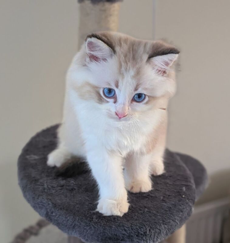 GCCF Champion Ragdolls Active Considered - Image 7 of 9