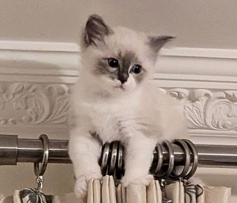 GCCF Champion Ragdolls Active Considered - Image 8 of 9