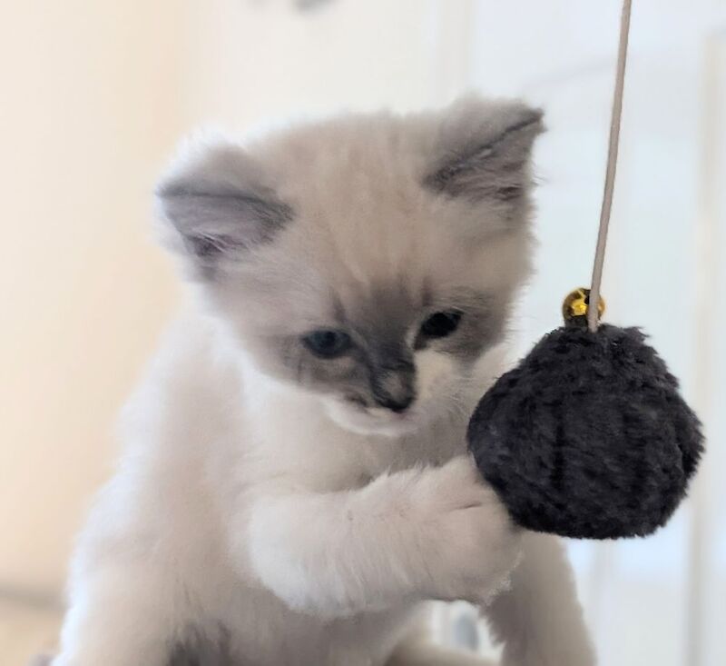 GCCF Champion Ragdolls Active Considered - Image 9 of 9
