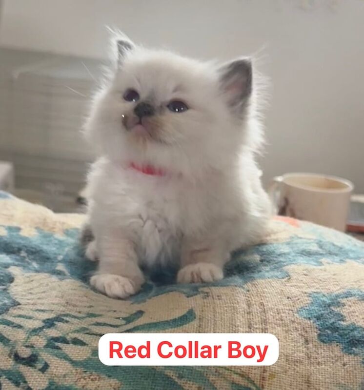 Ragdoll kittens for sale in Heathrow, London – 6 weeks old
