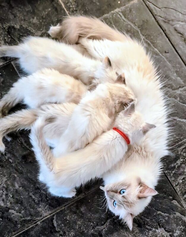 Ragdoll Kittens For Sale