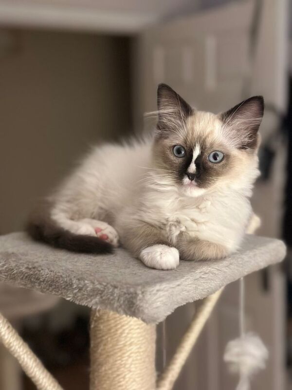 Ragdoll kittens for sale in Peterborough, Cambridgeshire – 11 weeks old