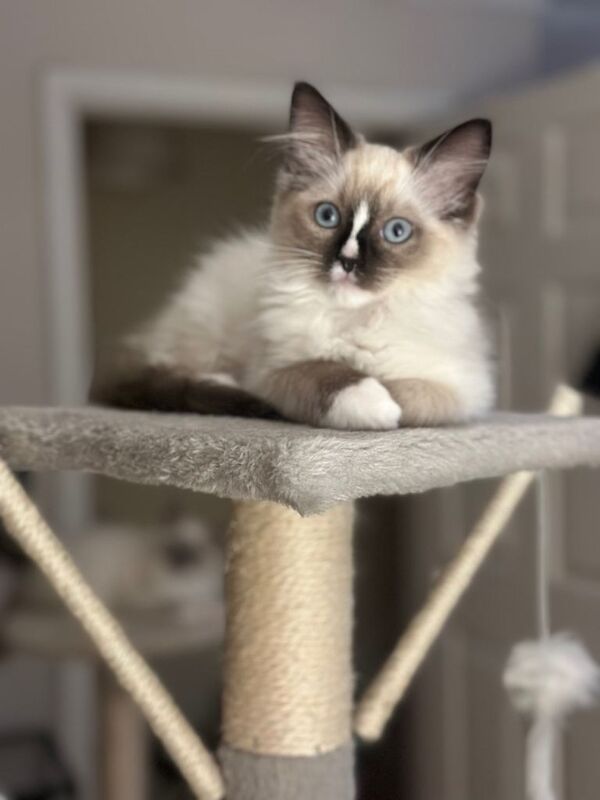 Ragdoll kittens for sale in Peterborough, Cambridgeshire – 11 weeks old - Image 3 of 5