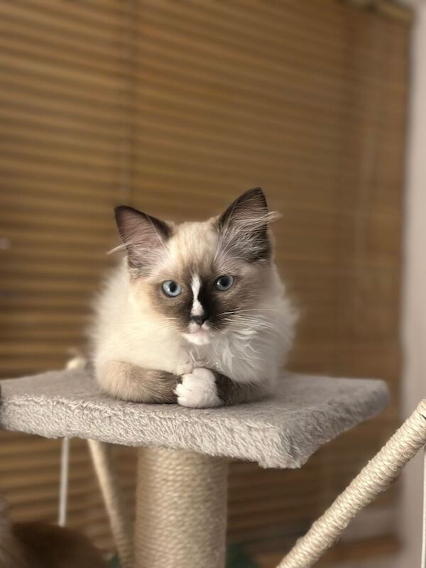 Ragdoll kittens for sale in Peterborough, Cambridgeshire – 11 weeks old - Image 5 of 5