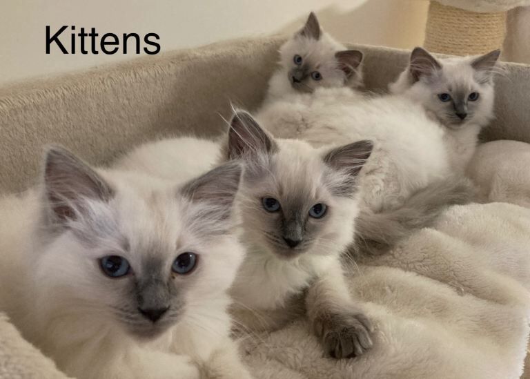 Gccf pedigree ragdoll kittens