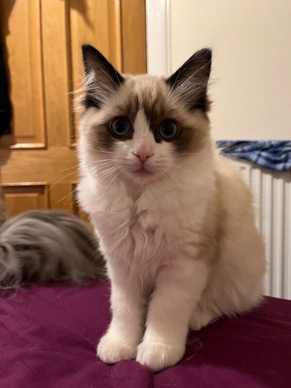 Ragdoll kittens for sale in Inverkeithing, Fife β 3 months old