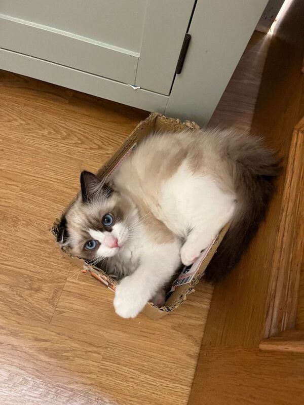 Ragdoll kittens for sale in Inverkeithing, Fife – 3 months old - Image 3 of 3