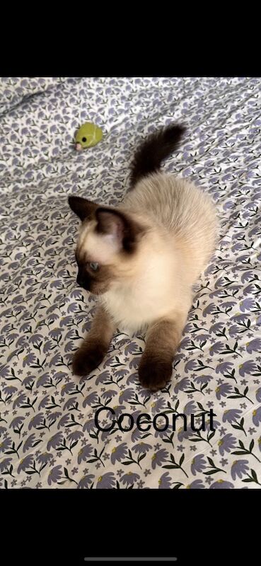 Ragdoll kittens for sale in Slough, Berkshire – 4 months old