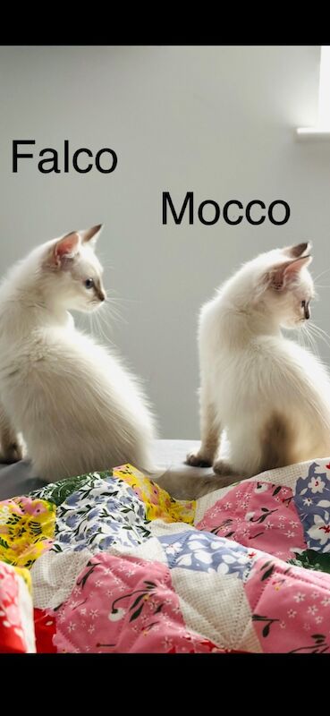 Ragdoll kittens for sale in Slough, Berkshire – 4 months old - Image 2 of 5