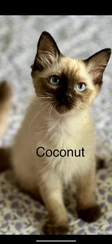 Ragdoll kittens for sale in Slough, Berkshire – 4 months old - Image 3 of 5