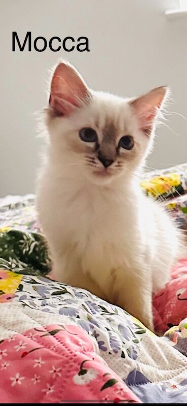 Ragdoll kittens for sale in Slough, Berkshire – 4 months old - Image 4 of 5
