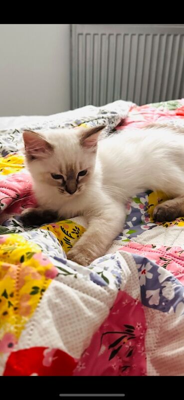 Ragdoll kittens for sale in Slough, Berkshire – 4 months old - Image 5 of 5