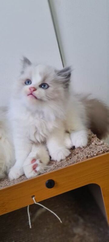 Ragdoll kittens for sale in Whitehead, County Antrim – 10 weeks old