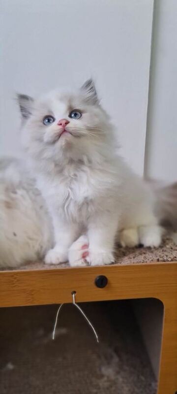 Ragdoll kittens for sale in Whitehead, County Antrim – 10 weeks old - Image 2 of 4