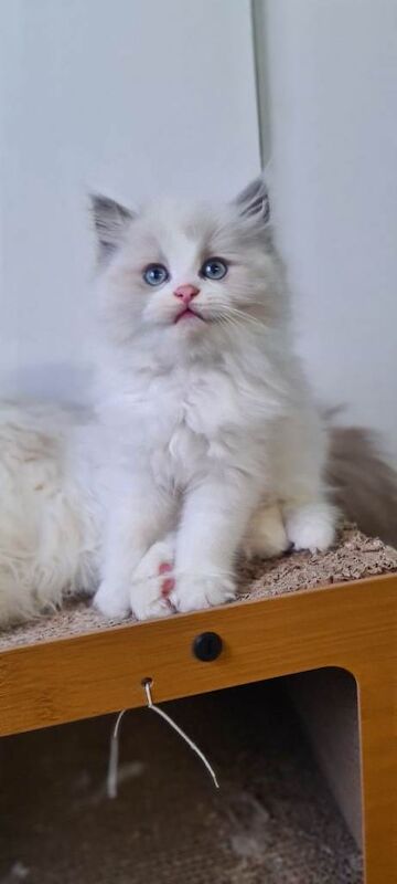 Ragdoll kittens for sale in Whitehead, County Antrim – 10 weeks old - Image 3 of 4