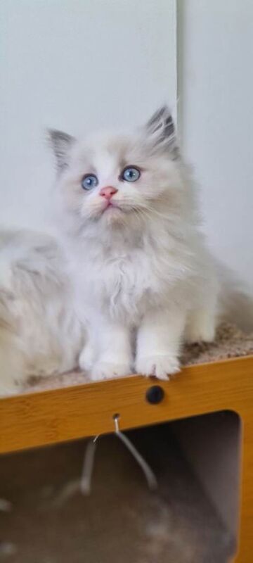 Ragdoll kittens for sale in Whitehead, County Antrim – 10 weeks old - Image 4 of 4