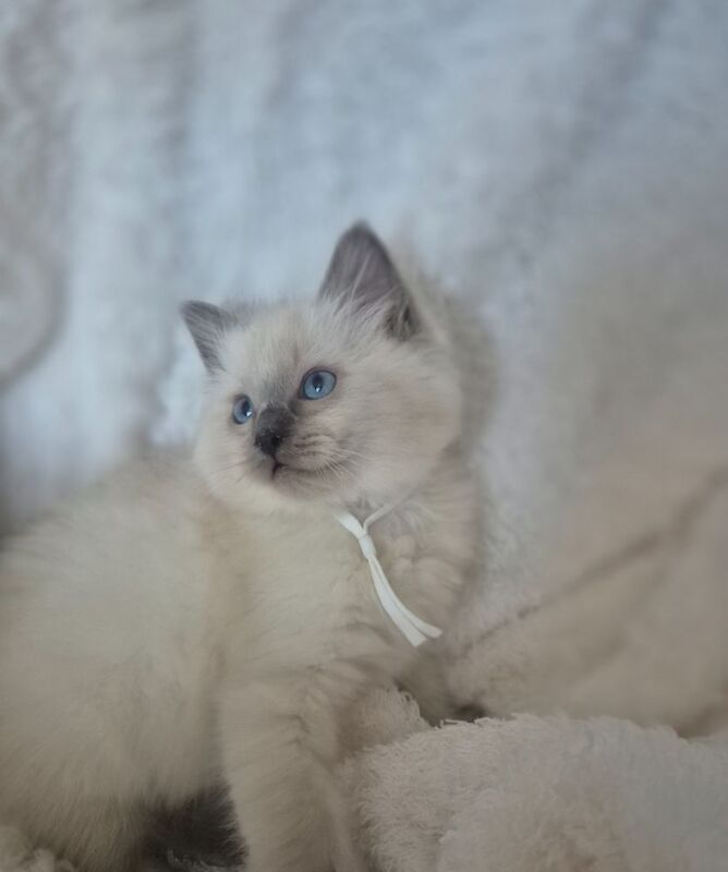 Ragdoll kittens for sale in St Helens, Merseyside – 9 weeks old