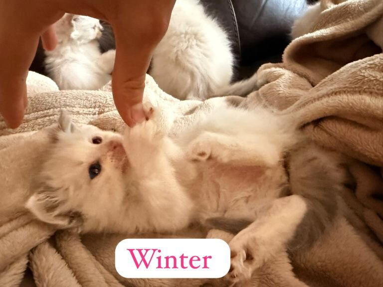 Ragdoll Kittens For Sale