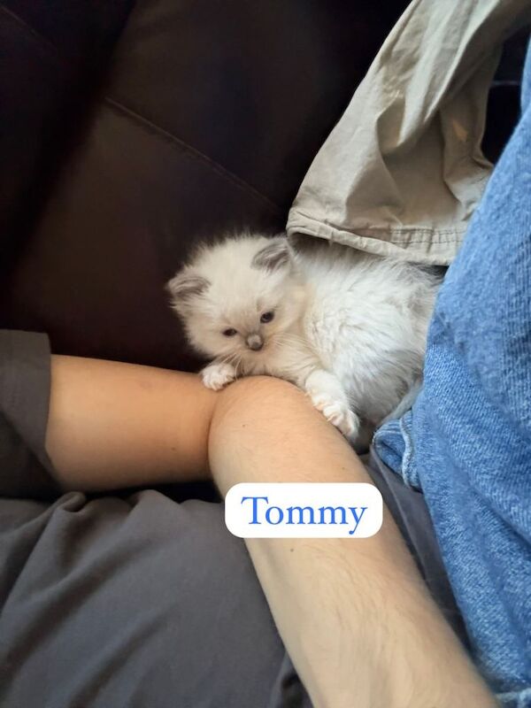 GCCF Ragdoll Kittens - 5 Generation pedigree - Image 2 of 6