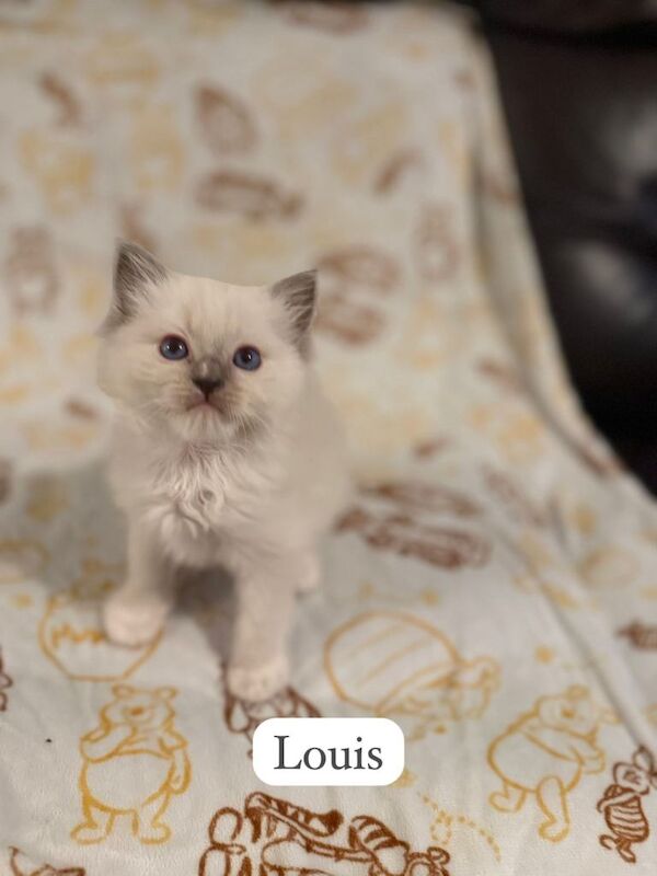 GCCF Ragdoll Kittens - 5 Generation pedigree - Image 3 of 6