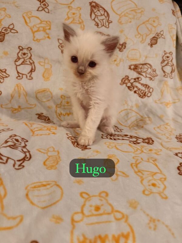 GCCF Ragdoll Kittens - 5 Generation pedigree - Image 4 of 6