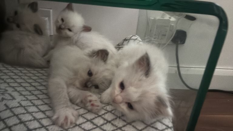 GCCF Ragdoll Kittens - 5 Generation pedigree - Image 5 of 6