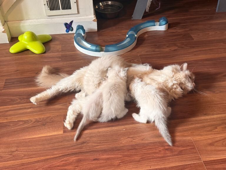 GCCF Ragdoll Kittens - 5 Generation pedigree - Image 6 of 6