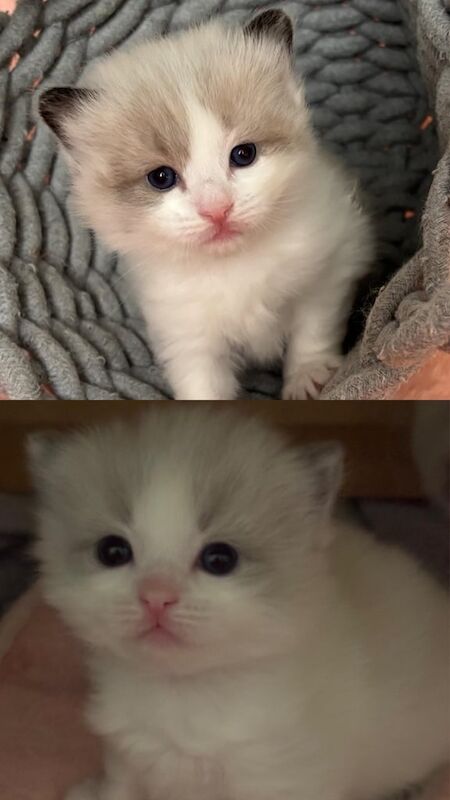 Ragdoll kittens for sale in Wood Green, London – 3 months old - Image 2 of 3