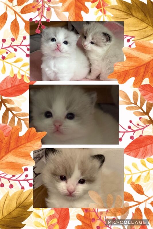 Ragdoll kittens for sale in Wood Green, London – 3 months old - Image 3 of 3