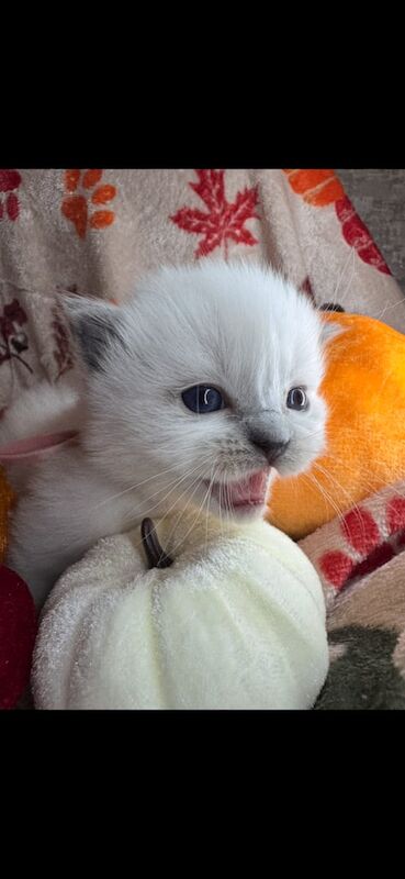 Ragdoll kittens for sale in Haverfordwest / Hwlffordd, Dyfed – 7 weeks old