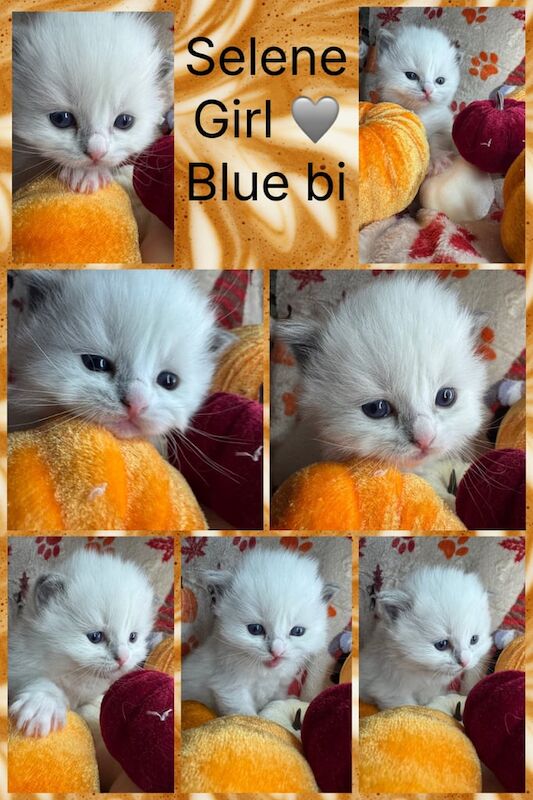 Ragdoll kittens for sale in Haverfordwest / Hwlffordd, Dyfed – 7 weeks old - Image 2 of 5