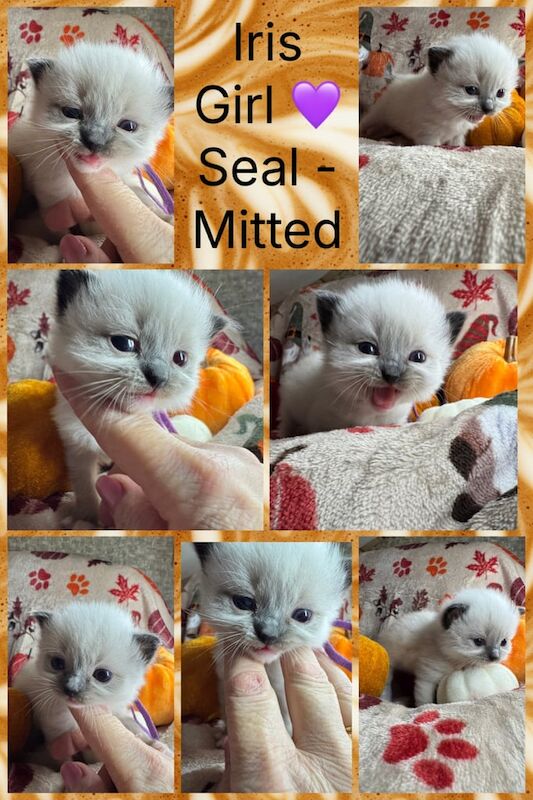 Ragdoll kittens for sale in Haverfordwest / Hwlffordd, Dyfed – 7 weeks old - Image 3 of 5