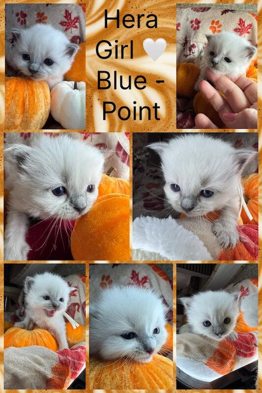 Ragdoll kittens for sale in Haverfordwest / Hwlffordd, Dyfed – 7 weeks old - Image 4 of 5