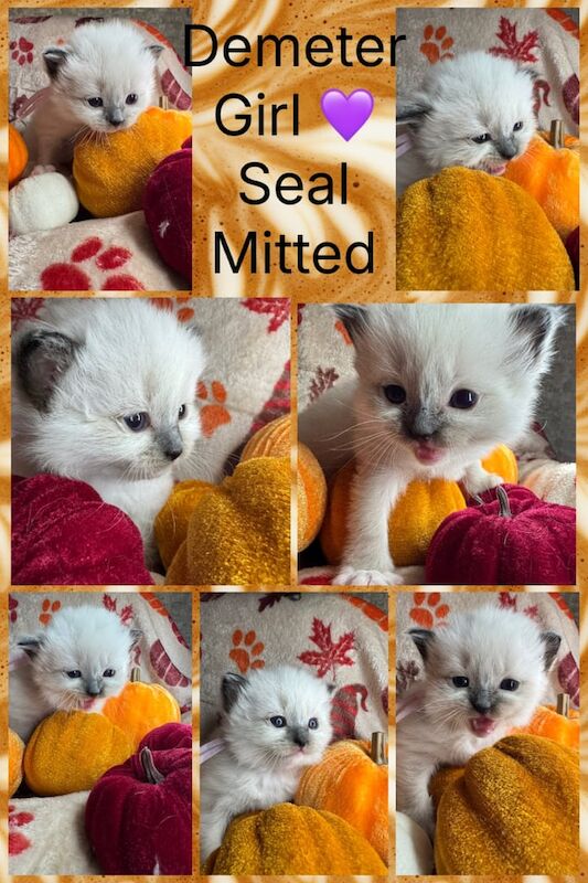 Ragdoll kittens for sale in Haverfordwest / Hwlffordd, Dyfed – 7 weeks old - Image 5 of 5