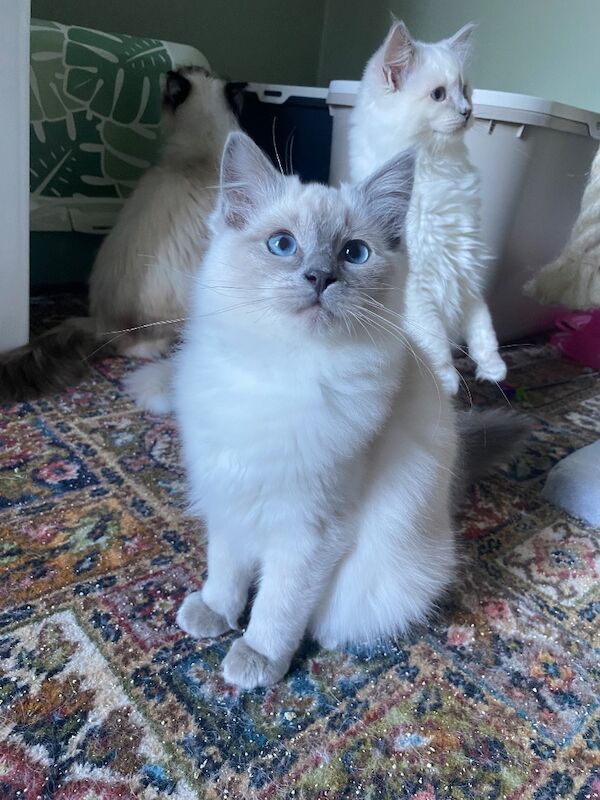 Ragdoll Kittens For Sale