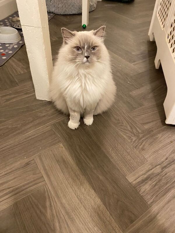 Ragdoll kittens for sale in Forest Gate, London – 3 years old