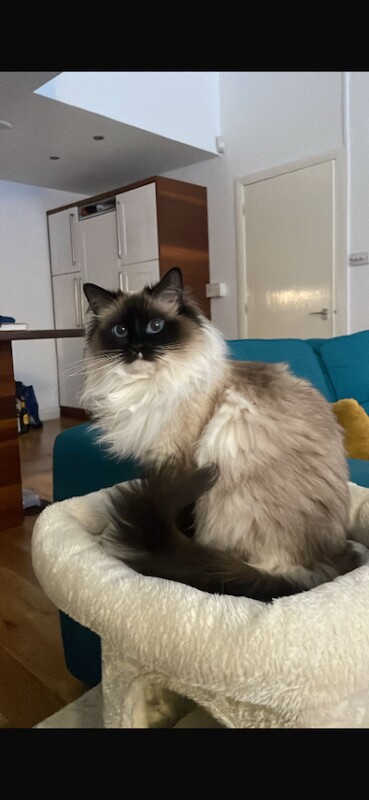 GCCF Ragdoll papers